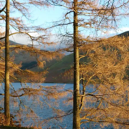Beech Ulverston