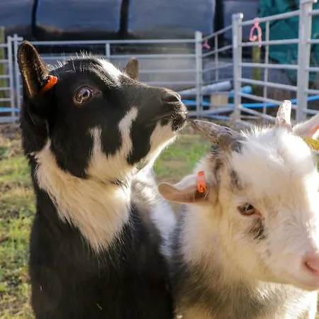 Beech Vakantiehuis *