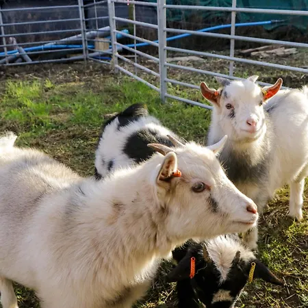 Vakantiehuis Beech Ulverston