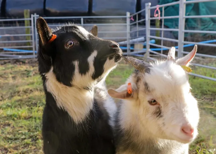 Beech Vakantiehuis *