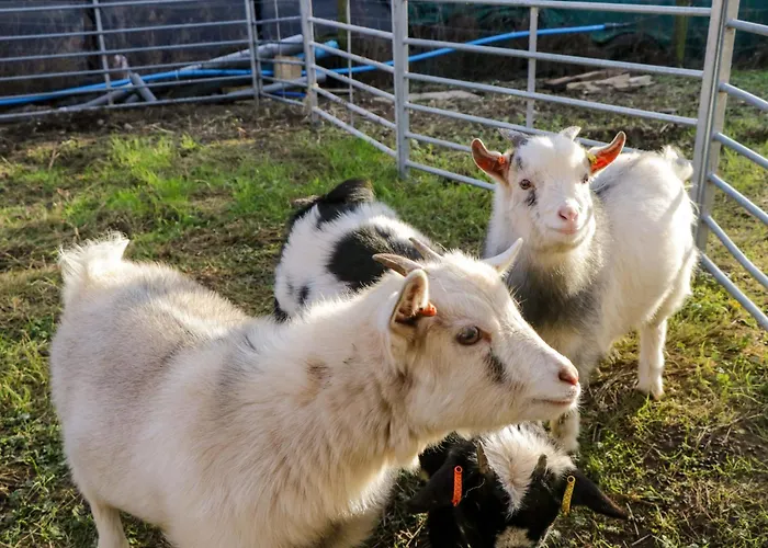 Vakantiehuis Beech Ulverston